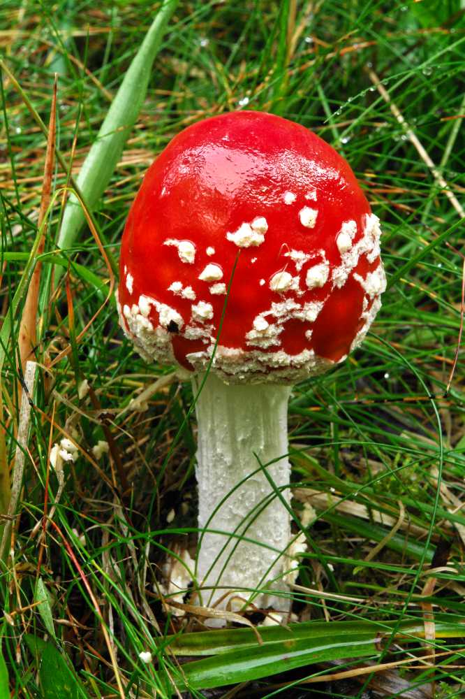 Fliegenpilz bei Särna, Schweden