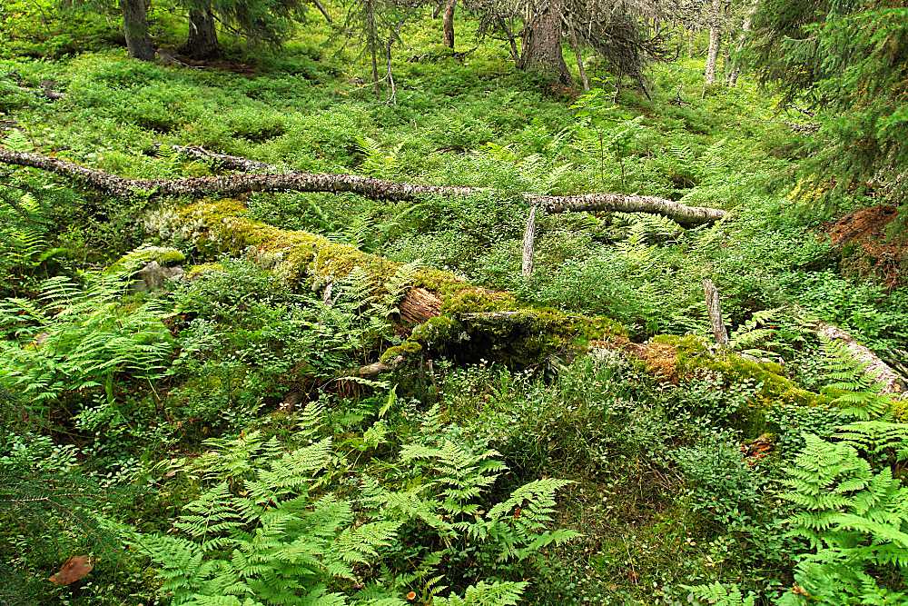 Unbeschreibliches Grün im  Fjell in Schweden 