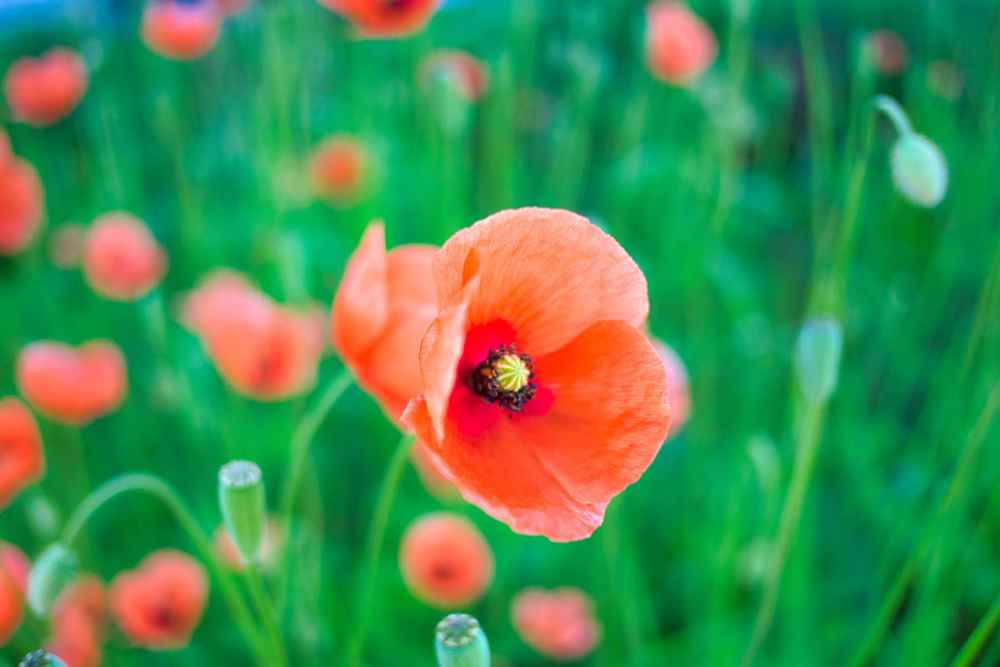 Moonflower DSCF4850 1200