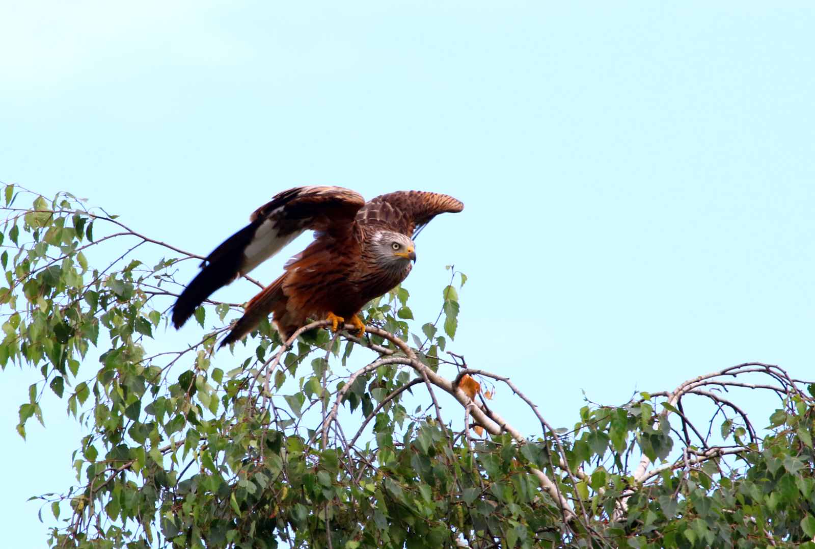 Mäusebussard im Abflug