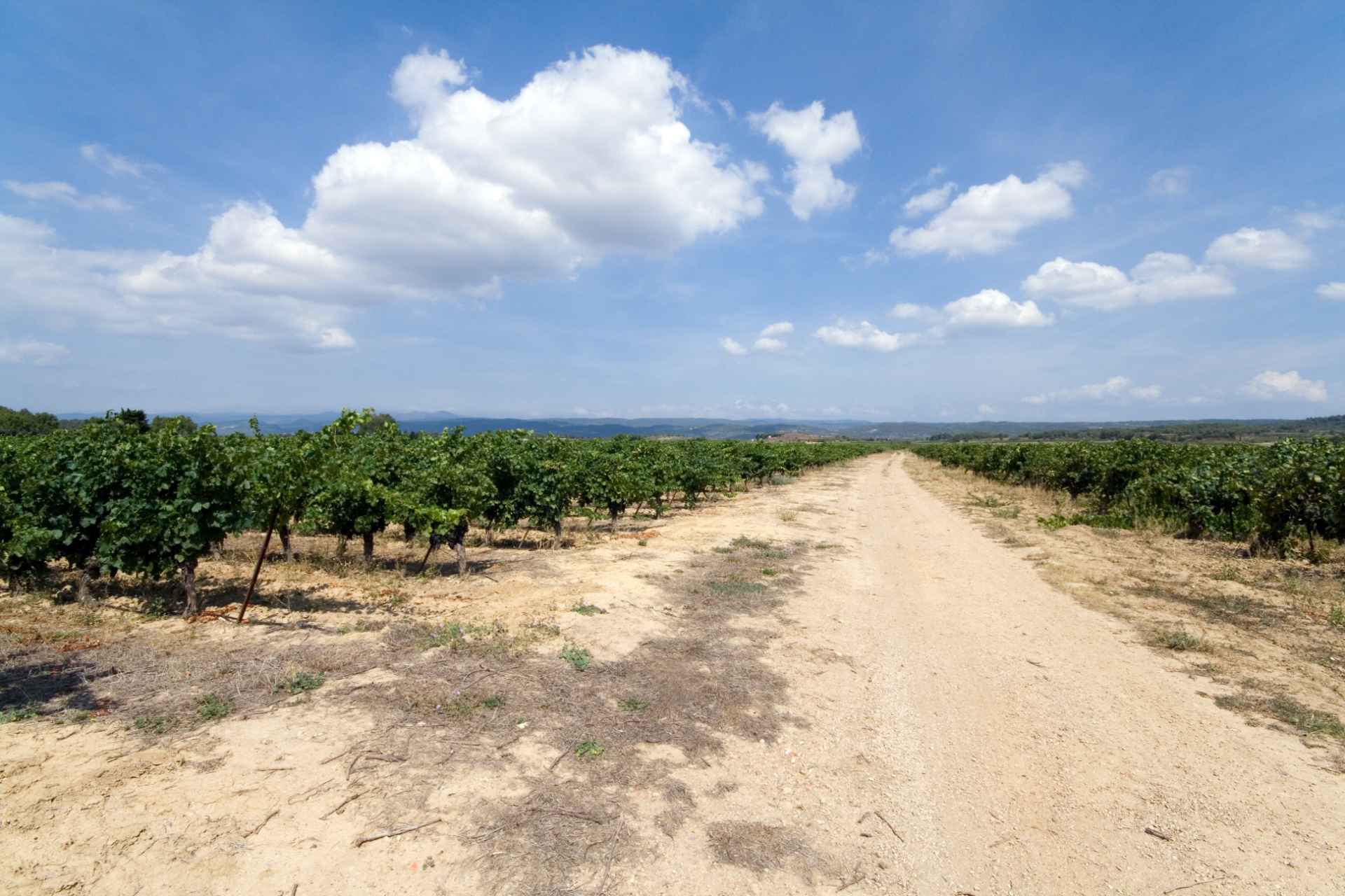 Weinreben in der Region Languedoc, Südfrankreich