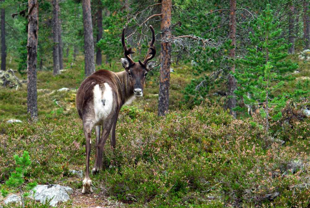 Rentier an der Norwegisch, Schwedischen Grenze